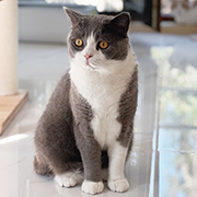 Simon